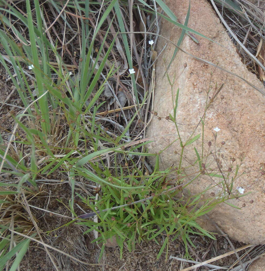 Image of Oldenlandia herbacea (L.) Roxb.