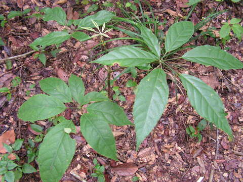 Image of Schefflera morototoni (Aubl.) Maguire, Steyerm. & Frodin