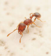 Image of Ant