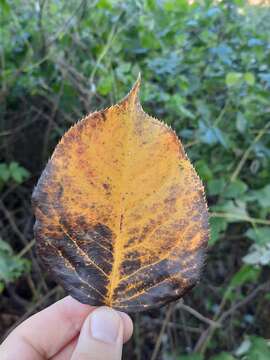 Image of Chinese pear