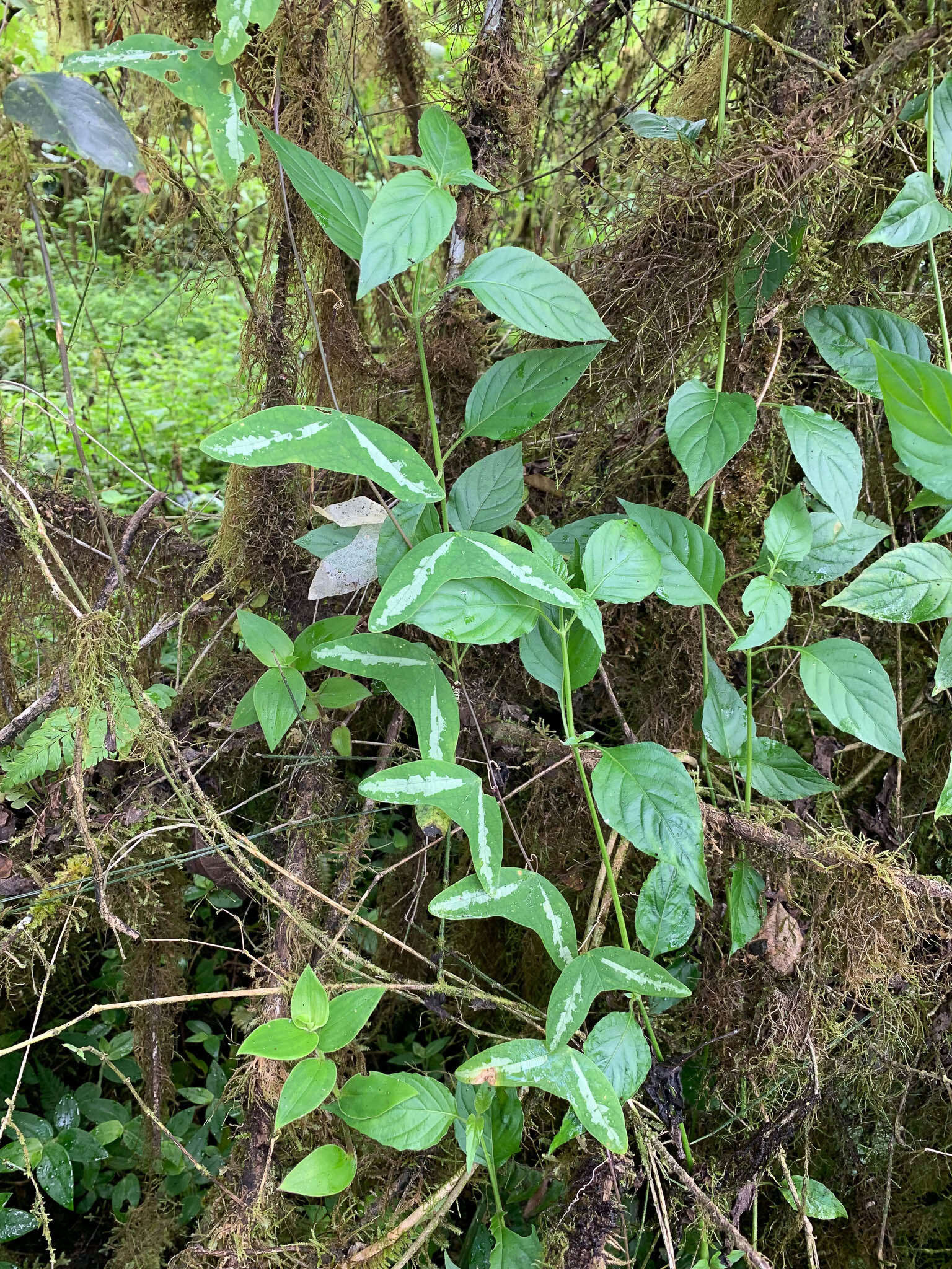 Image of Passiflora colinvauxii Wiggins