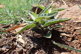 صورة Asclepias meliodora (Schltr.) Schltr.