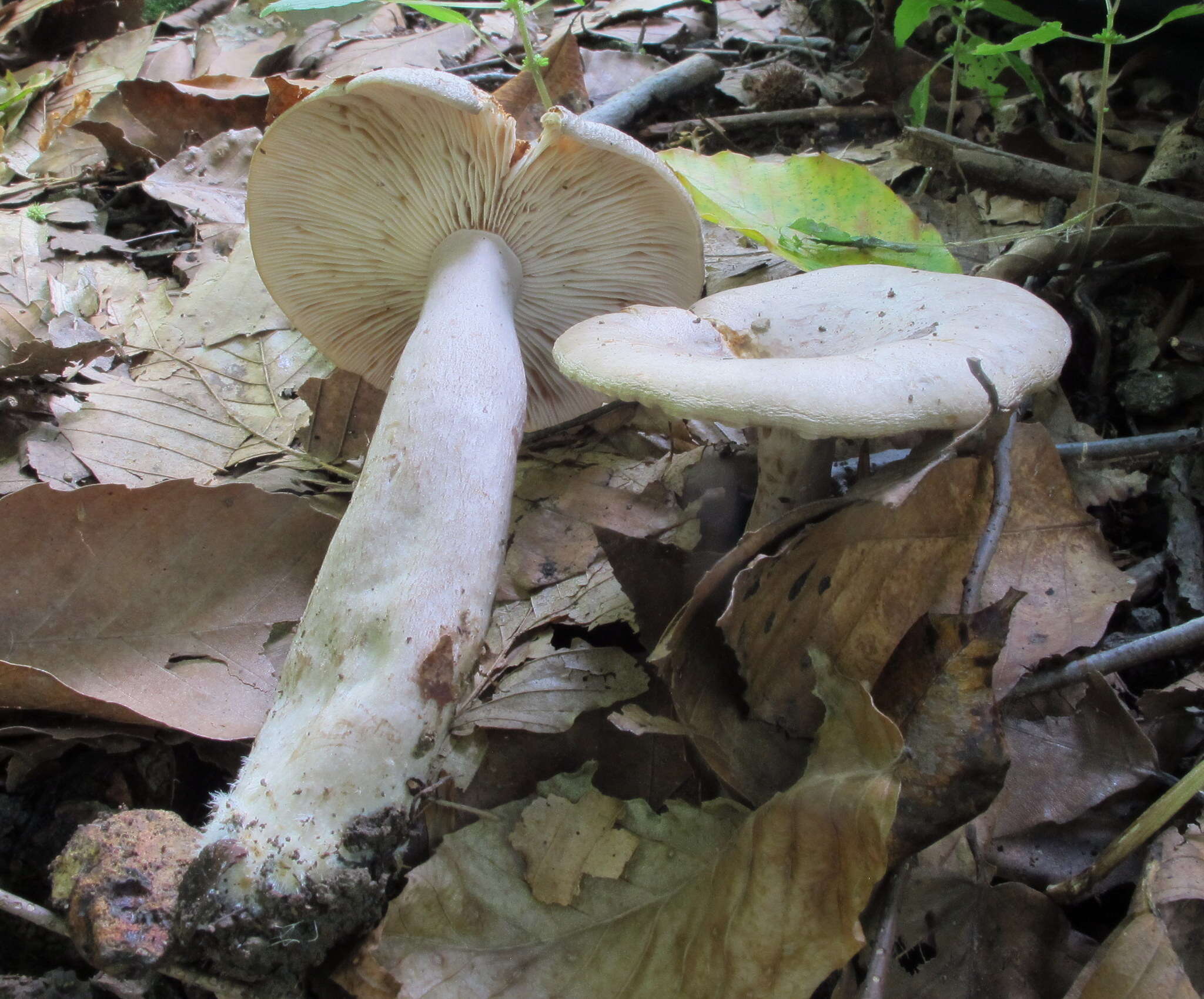 Imagem de Lactarius cinereus Peck 1872