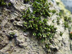 Imagem de Orthotrichum stramineum Hornschuch ex Bridel 1827