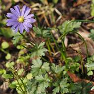 Image of Balkan Anemone