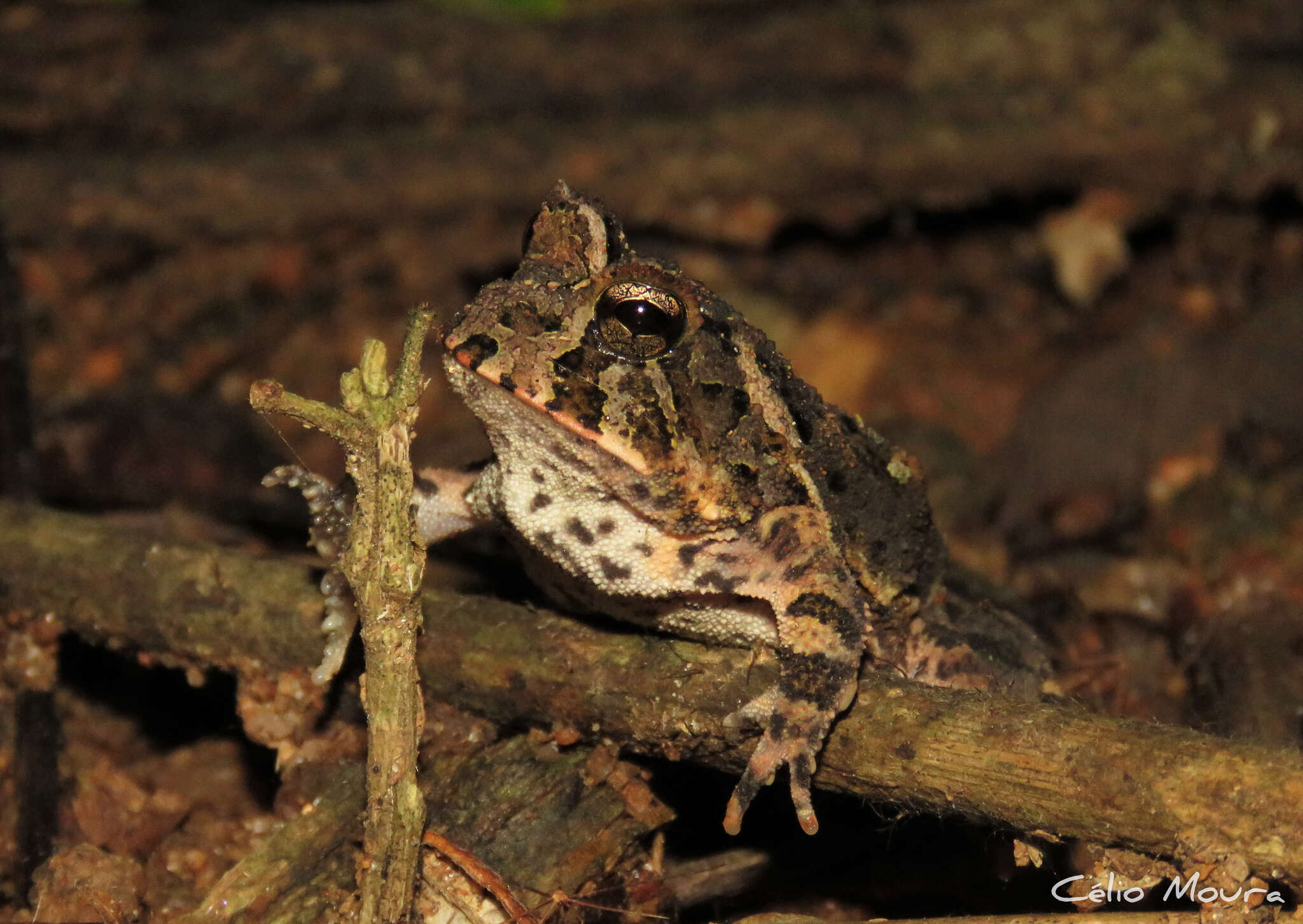 Proceratophrys cristiceps (Müller 1883)的圖片