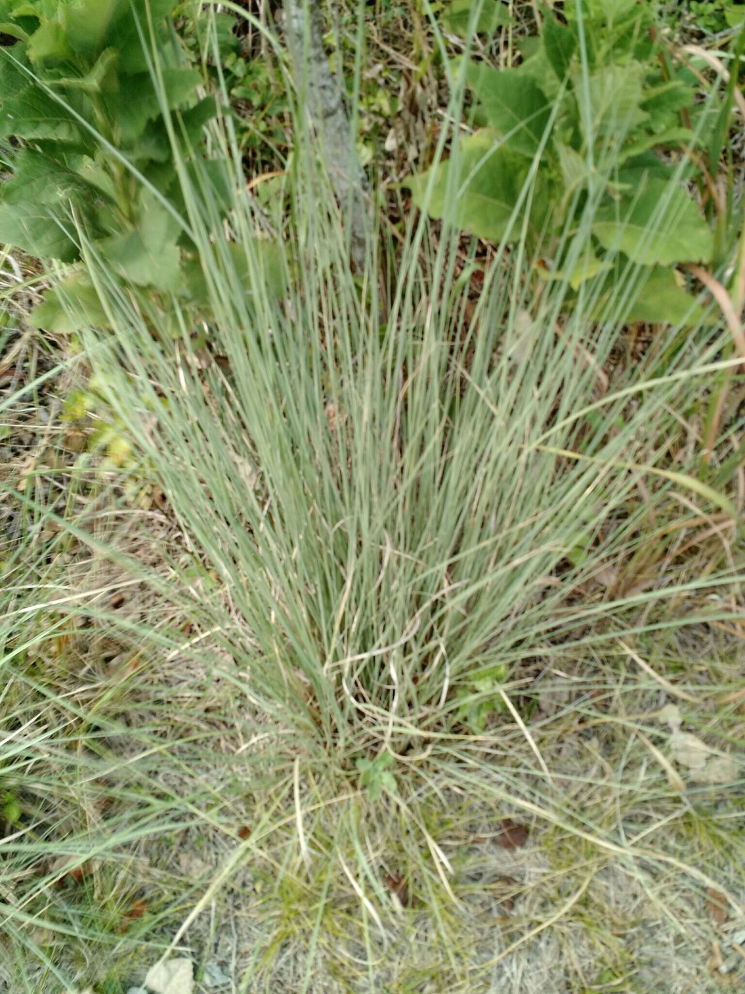 Plancia ëd Muhlenbergia lindheimeri Hitchc.