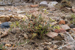 Imagem de Eriogonum microtheca var. ambiguum (M. E. Jones) Reveal