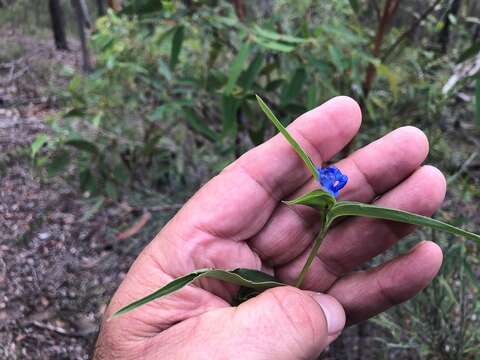 Image of Commelina lanceolata R. Br.