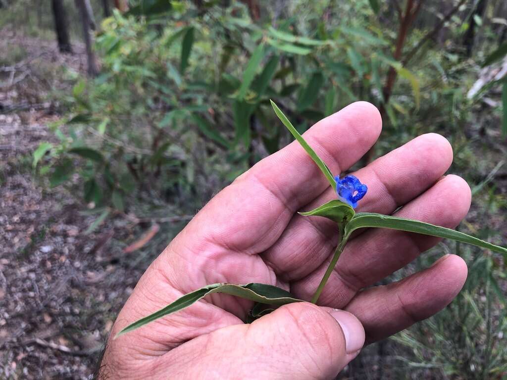 Commelina lanceolata R. Br.的圖片