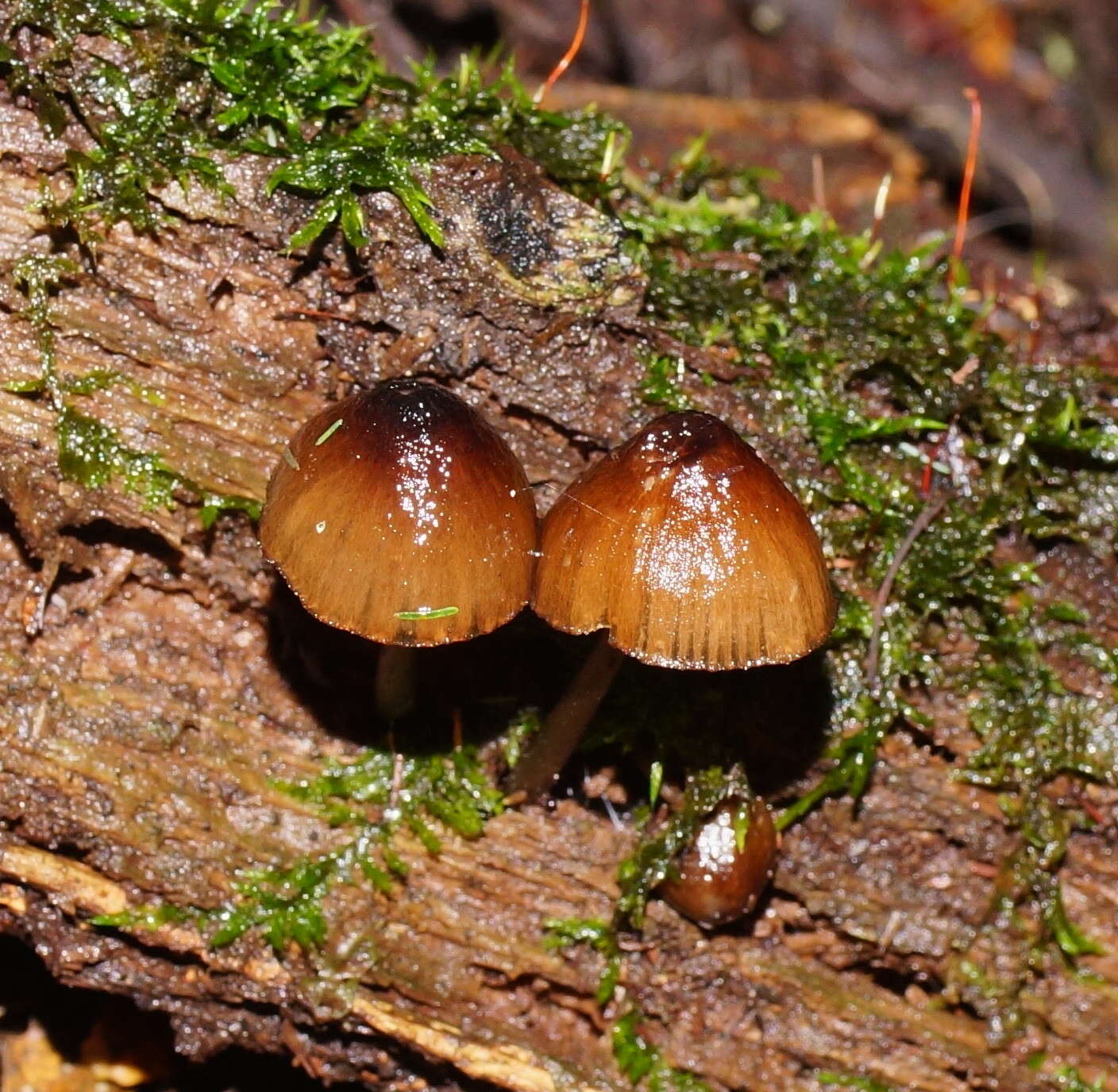 Sivun Mycena mulawaestris Grgur. 2003 kuva