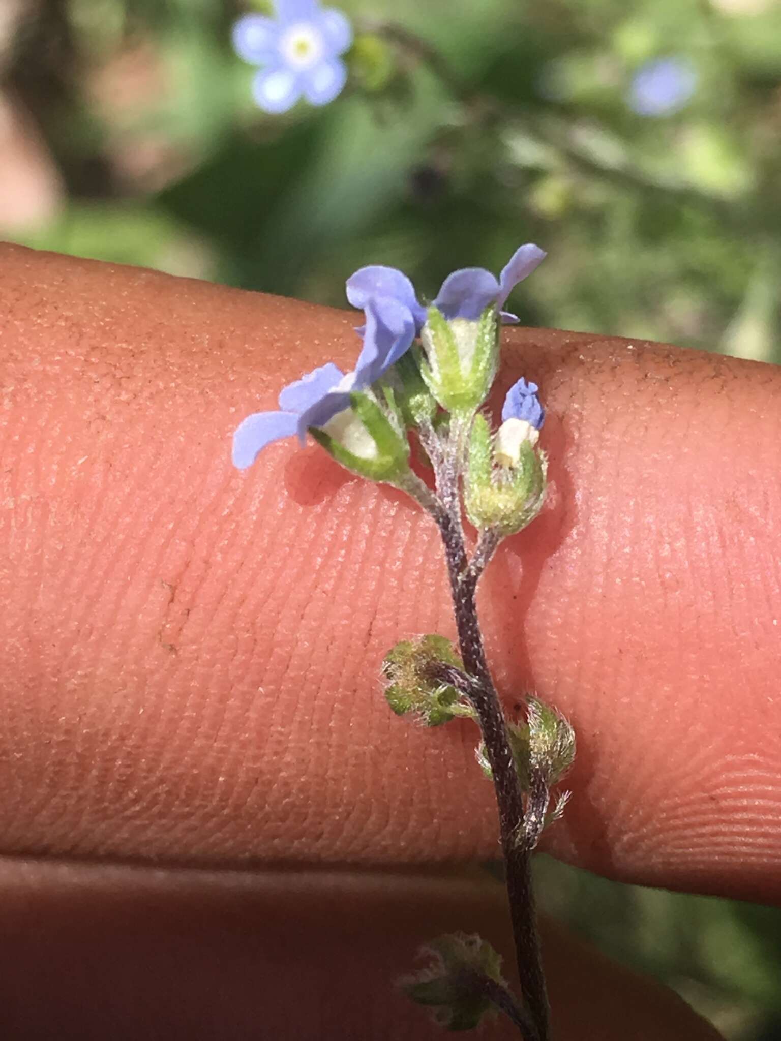 Image of manyflower stickseed