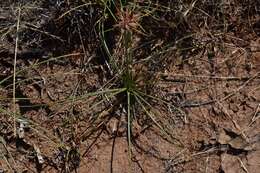 Image of Cyperus usitatus Burch.