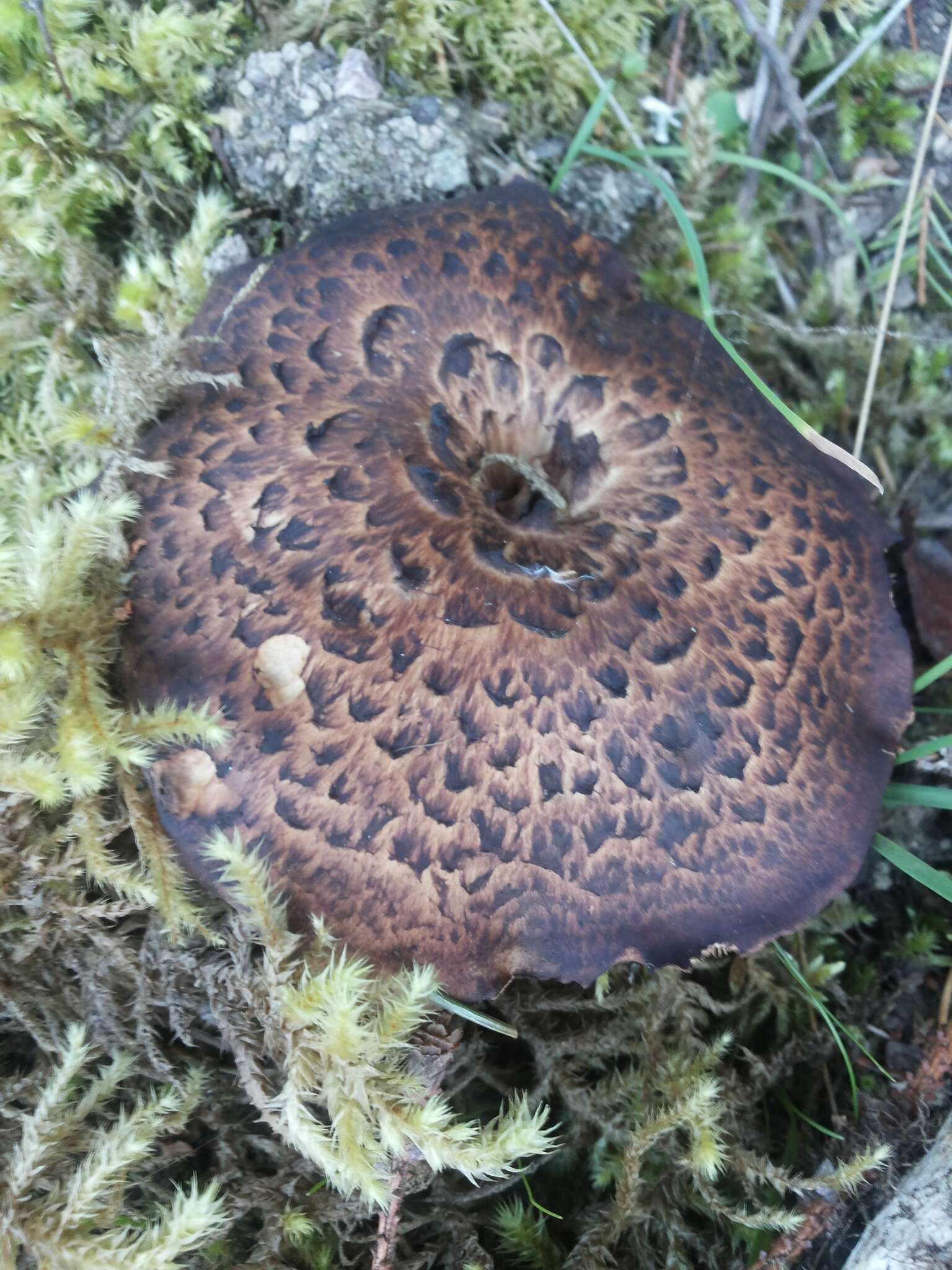 Image of Scaly tooth