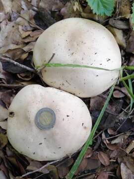 Image of Macrocybe titans (H. E. Bigelow & Kimbr.) Pegler, Lodge & Nakasone 1998