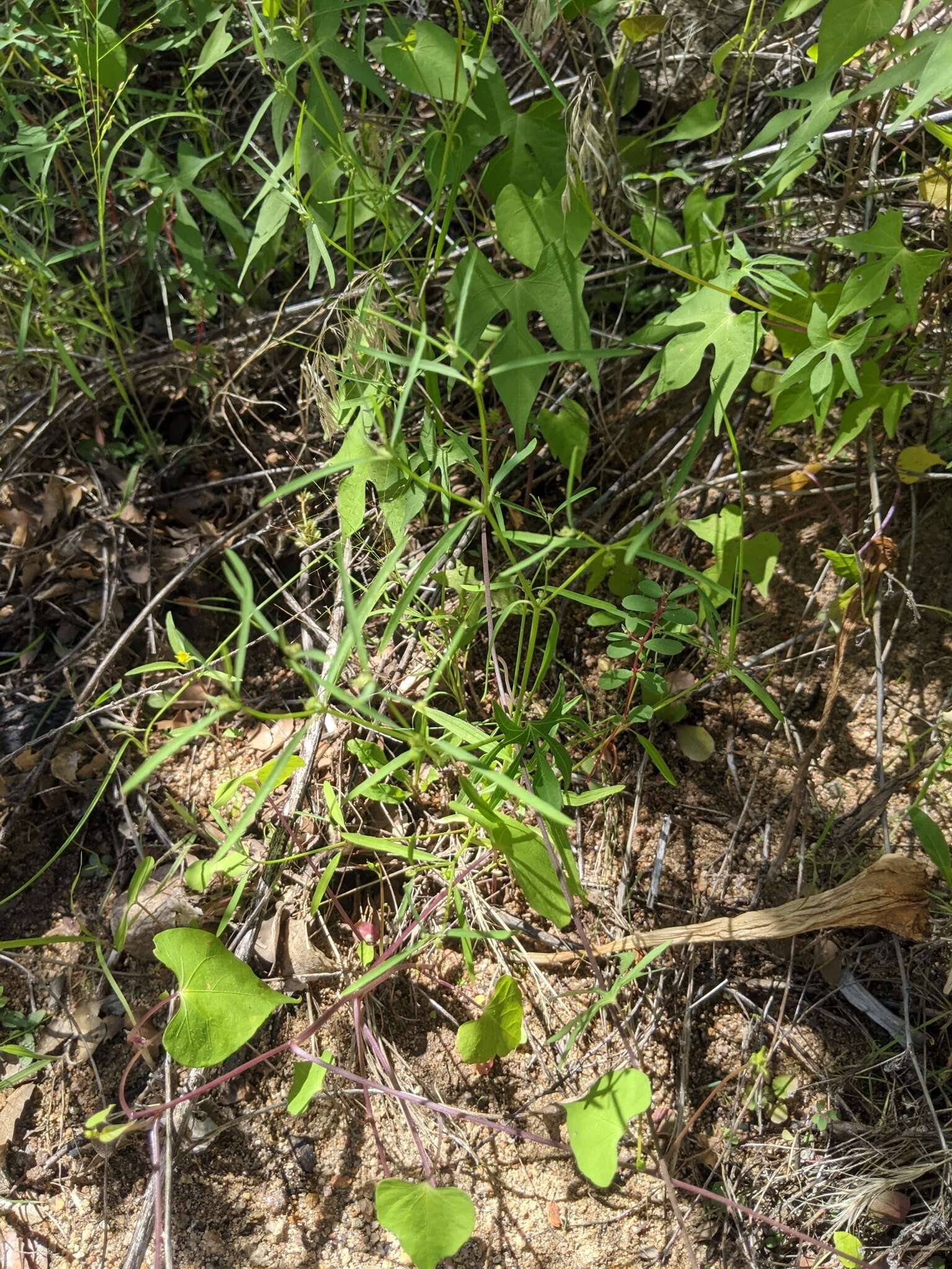 Image of blackseed spurge