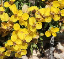 Image of Rocky Mountain zinnia