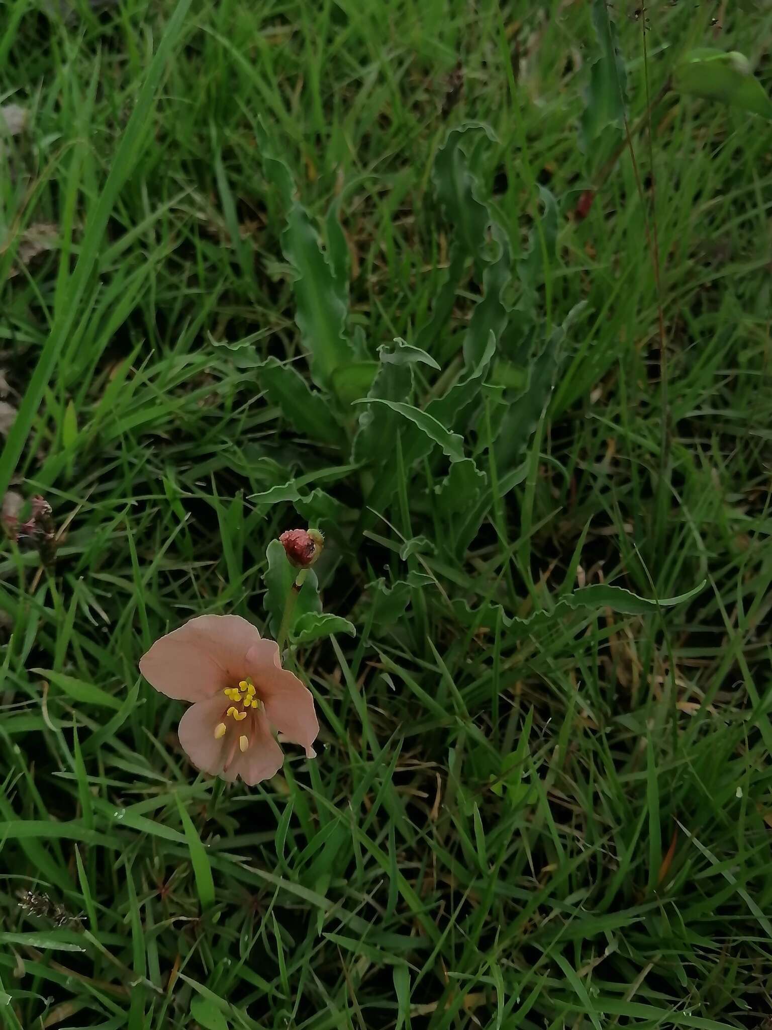 Image of Commelina scabra Benth.