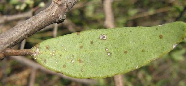 Image of Tapinanthus oleifolius (Wendl.) Danser