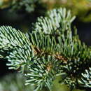 Image of Abies lasiocarpa var. lasiocarpa