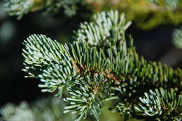 Image of Abies lasiocarpa var. lasiocarpa