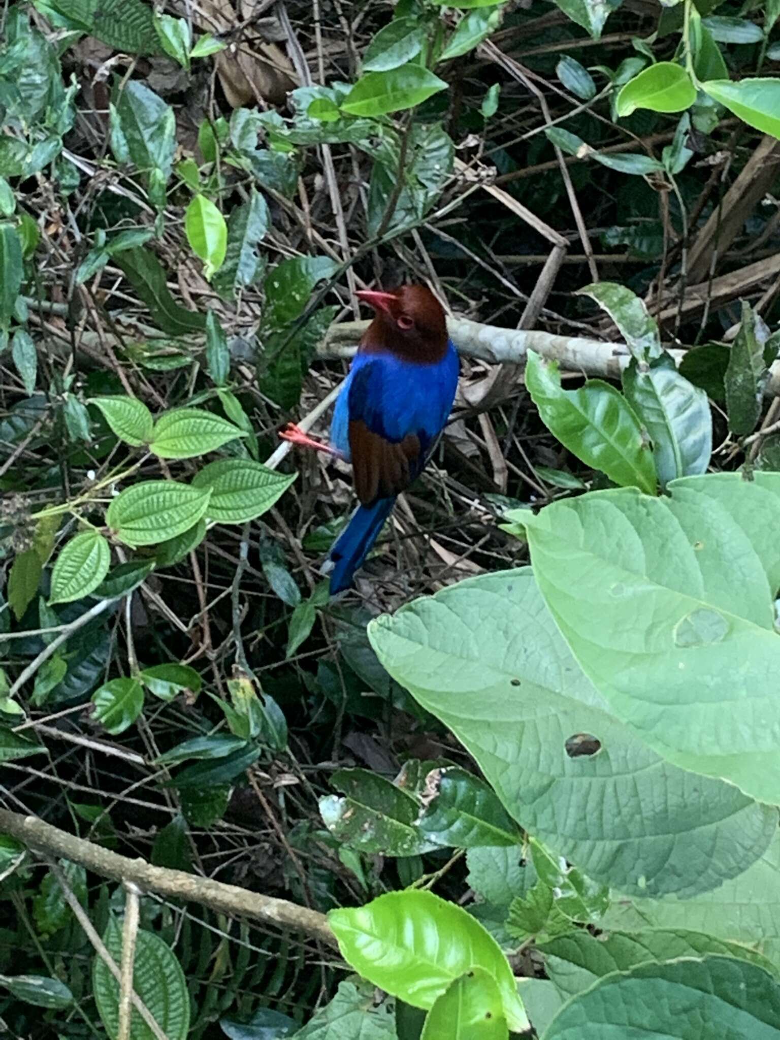 Image of Ceylon Blue Magpie