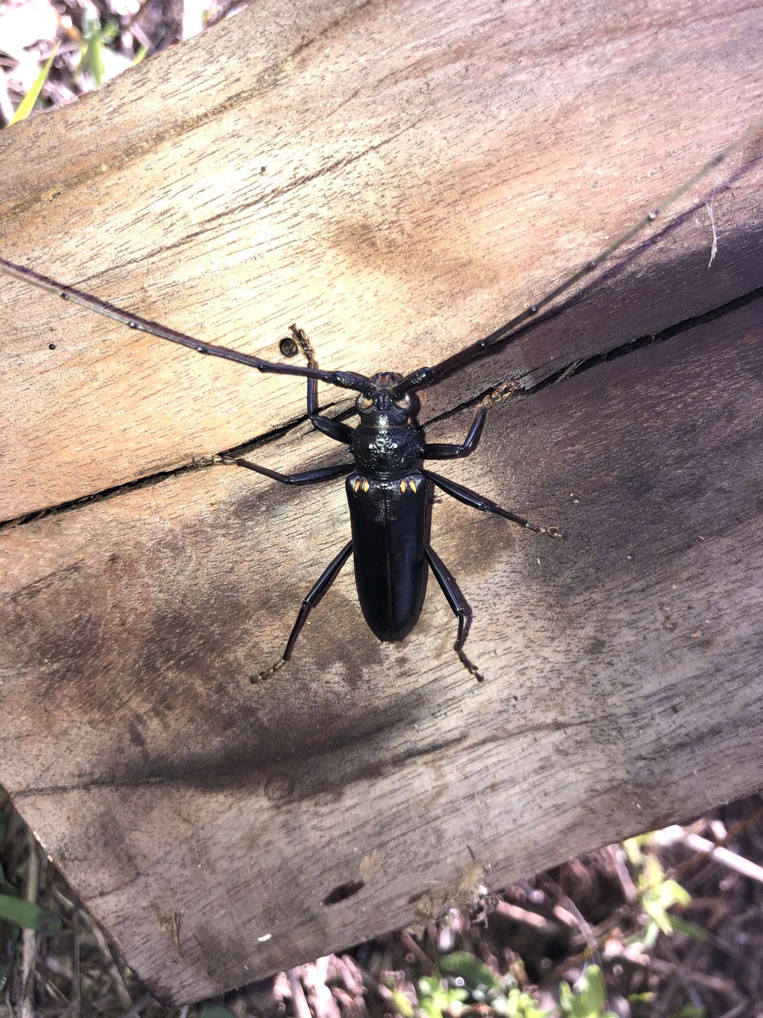 Image of Susuacanga ulkei (Bland 1862)