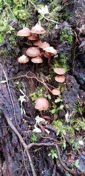 Kuehneromyces brunneoalbescens (Y. S. Chang & A. K. Mills) J. A. Cooper 2014 resmi