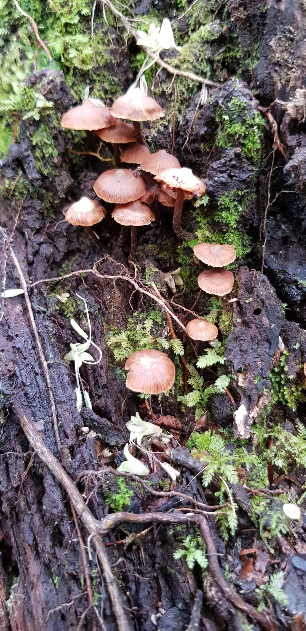 Imagem de Kuehneromyces brunneoalbescens (Y. S. Chang & A. K. Mills) J. A. Cooper 2014