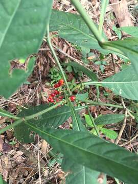 Image of shortleaf wild coffee