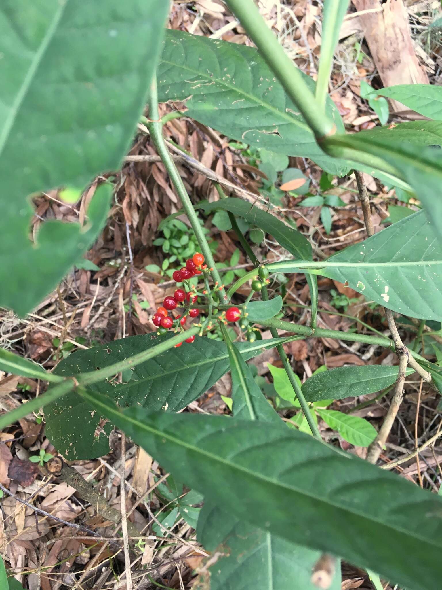 صورة Psychotria tenuifolia Sw.