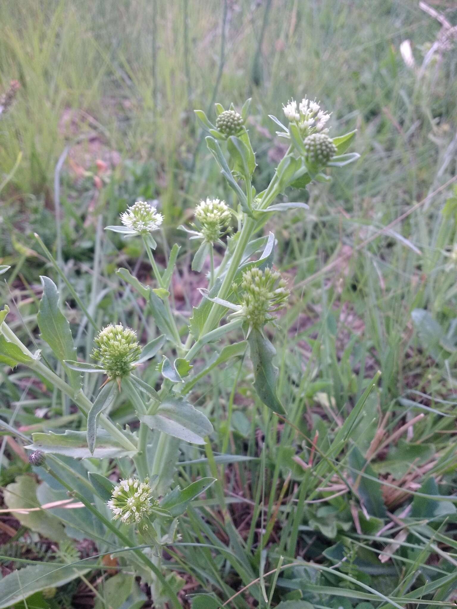 Image de Acicarpha tribuloides Juss.