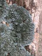 Image of coccocarpia lichen