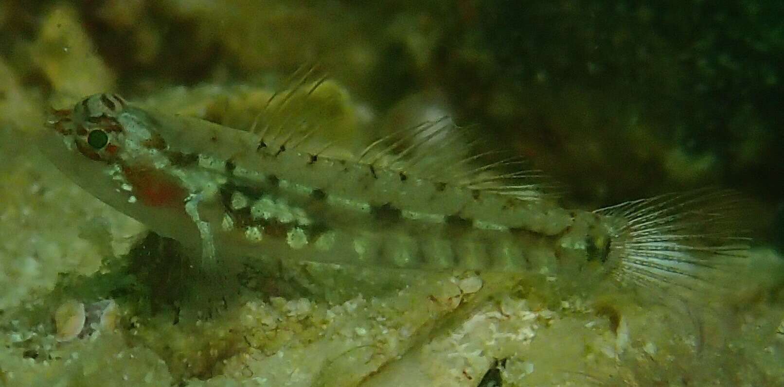 Image of Long-snout dwarfgoby