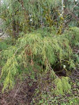 Image of Sawara Cypress