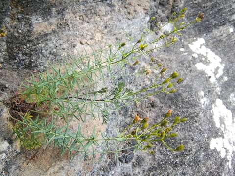 Image of Heath-leaved St. John's wort