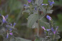 Plancia ëd Echium rosulatum Lange