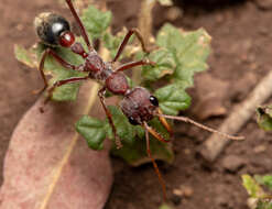 صورة Myrmecia flavicoma Roger 1861