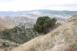 صورة Juniperus excelsa subsp. polycarpos (K. Koch) Takht.