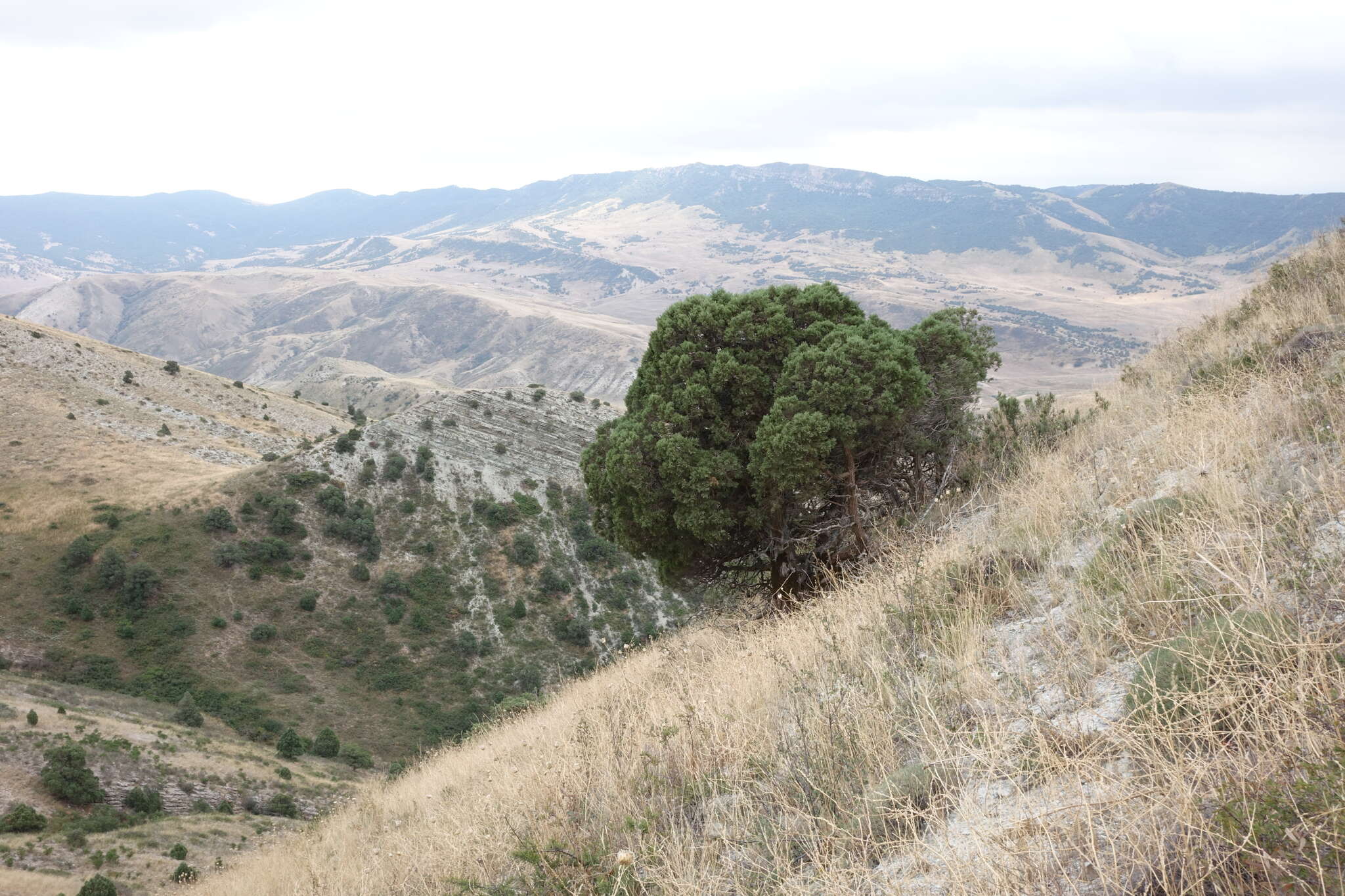 Plancia ëd Juniperus excelsa subsp. polycarpos (K. Koch) Takht.