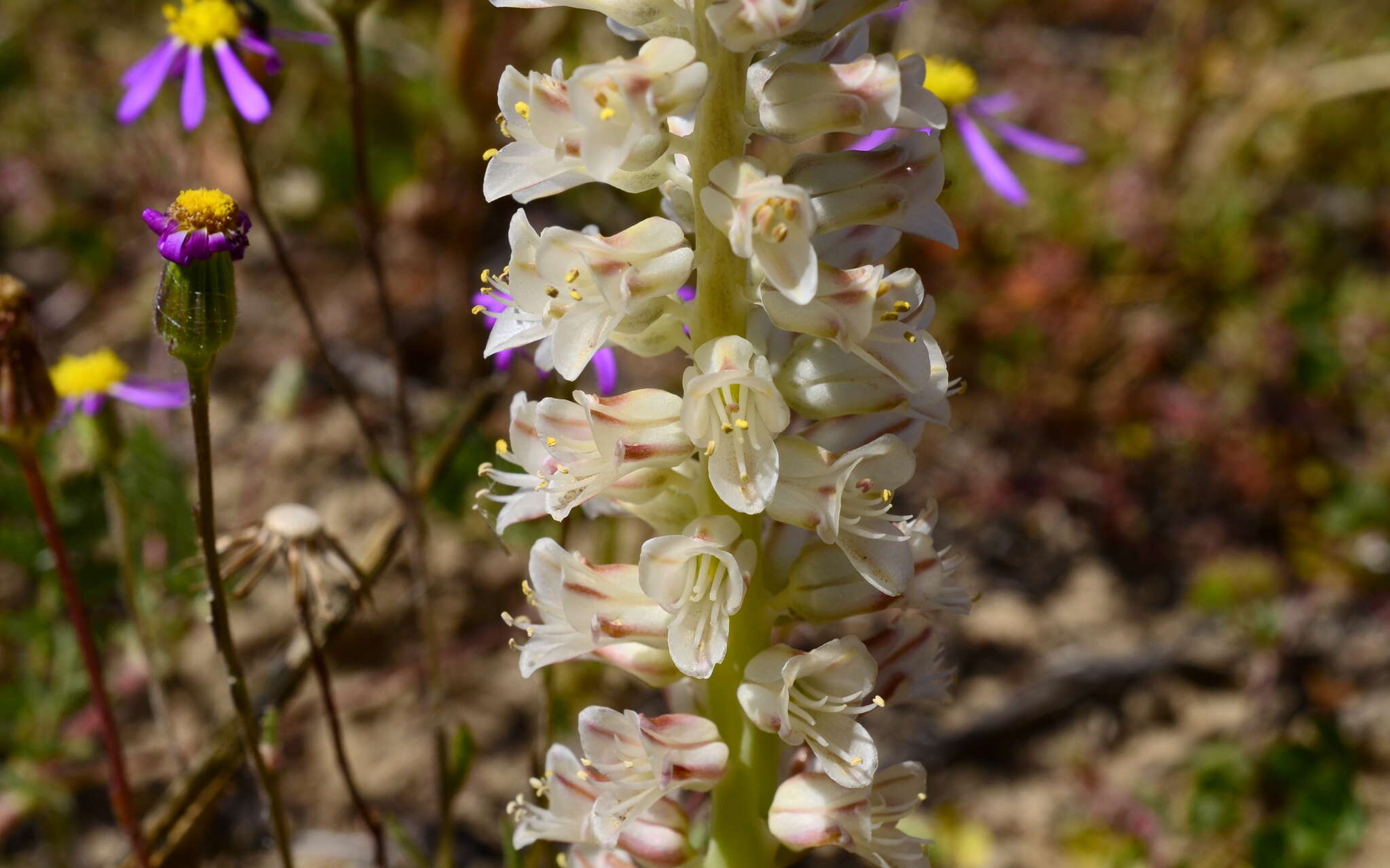 Image of Lachenalia alba W. F. Barker ex G. D. Duncan