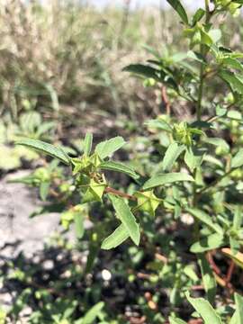 Image of hispid false mallow