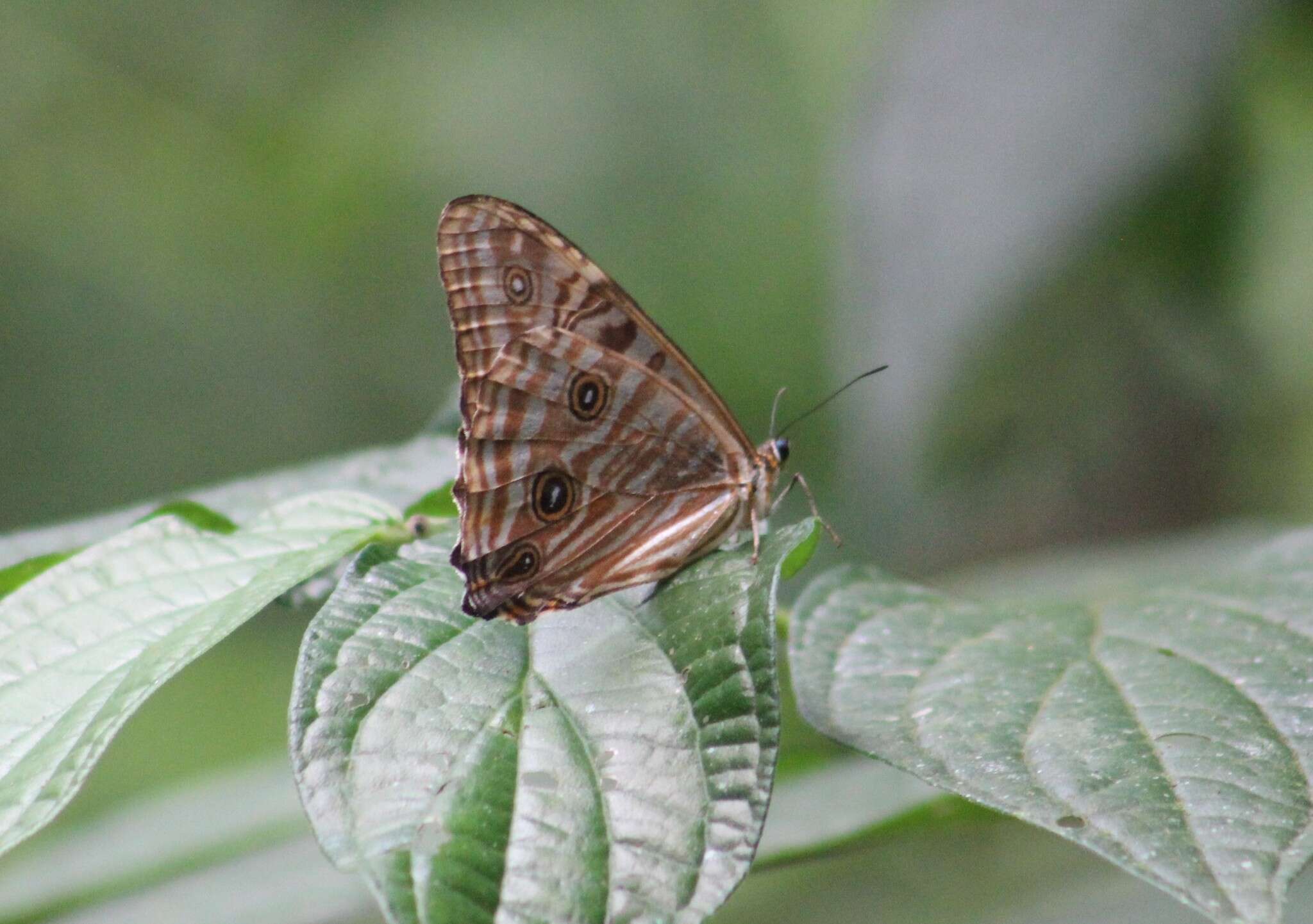 Image of Morpho portis