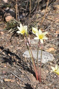 Imagem de Zephyranthes concolor (Lindl.) Benth. & Hook. fil.