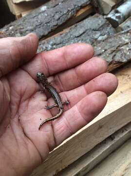 Image of Clouded Salamander