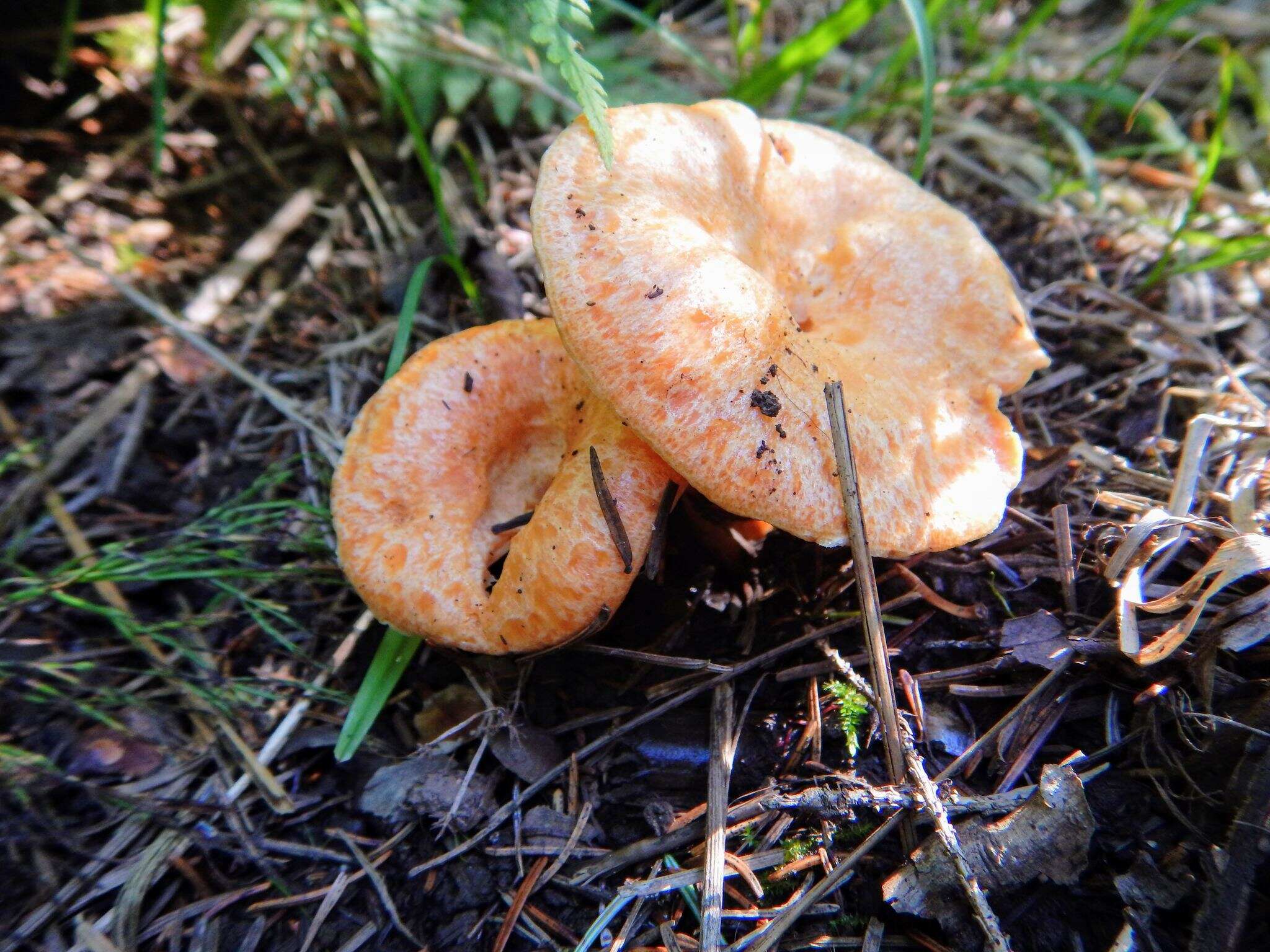 Sivun Lactarius salmonicolor R. Heim & Leclair 1953 kuva