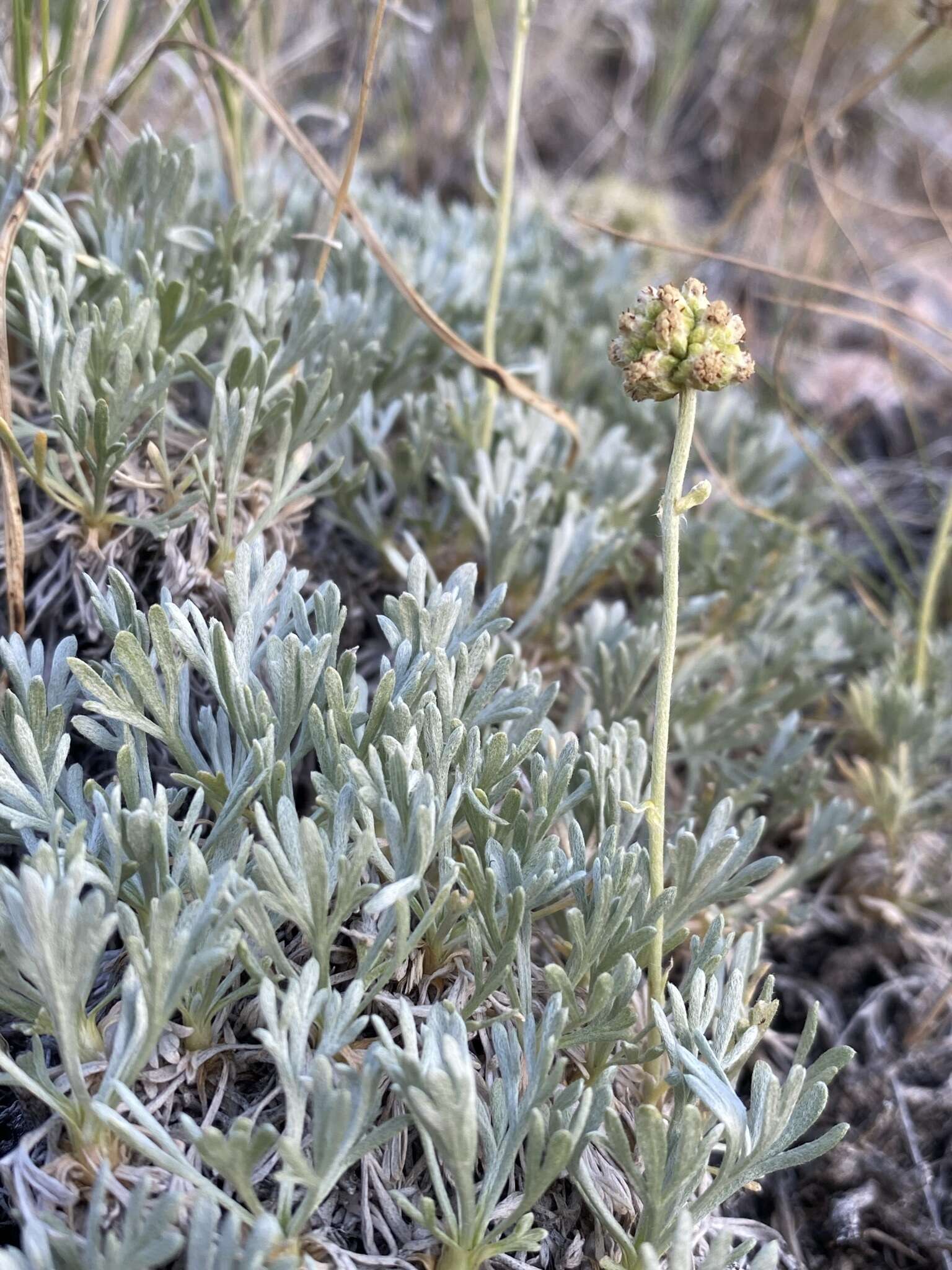 Image of rock tansy