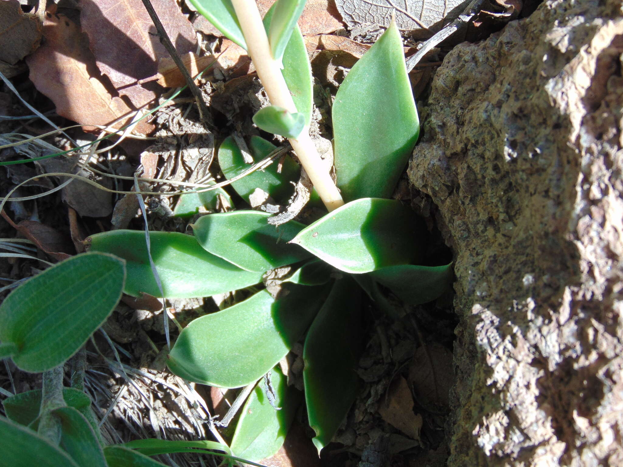 Image of Echeveria paniculata A. Gray