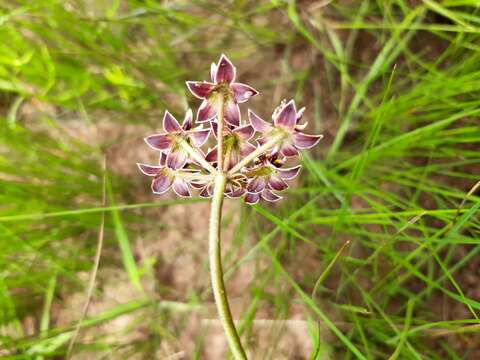 Asclepias flexuosa (E. Mey.) Schltr.的圖片