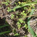 Image of villous waterclover